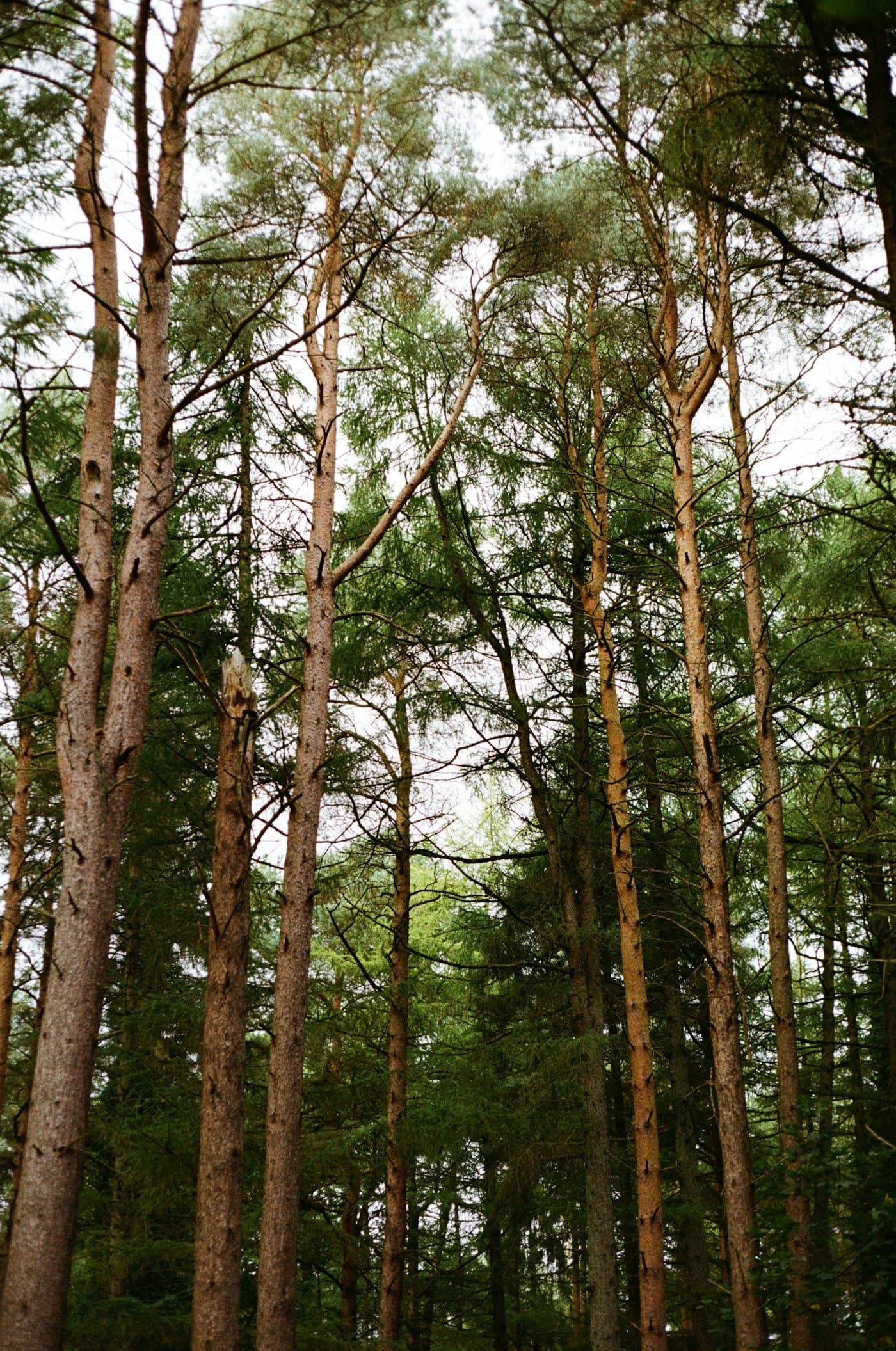 Florida longleaf and loblolly pine stands