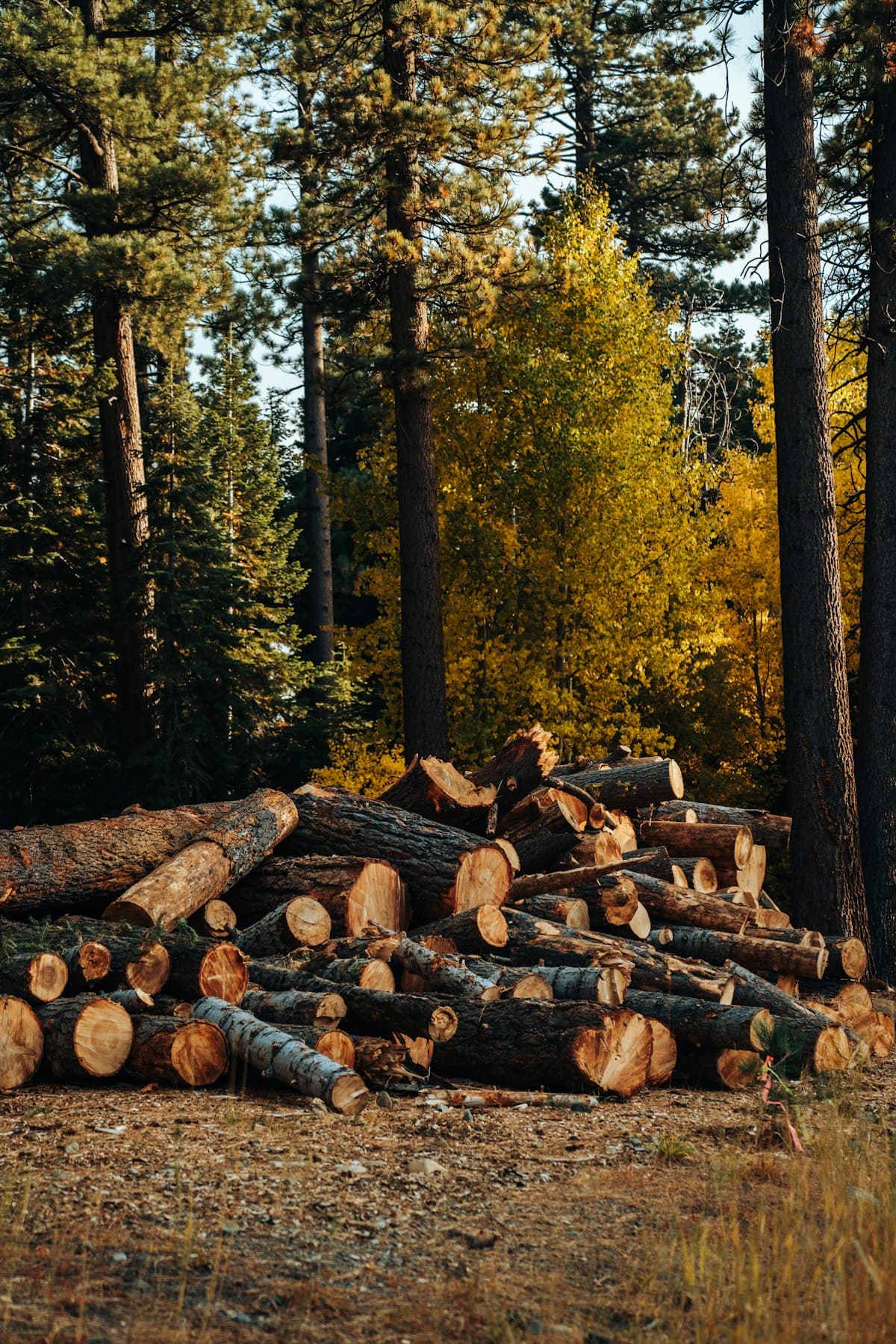 Timber operations — competitive mill marketing